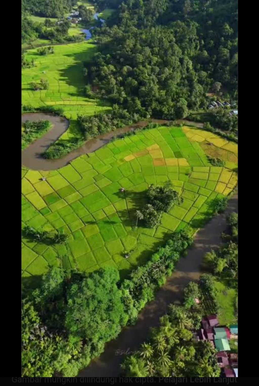 Foto penampakan lahan Petani sawah didesa Salur